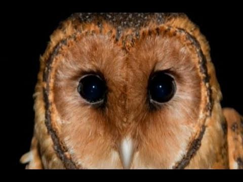 Bookend Trust - the Tasmanian Masked Owl