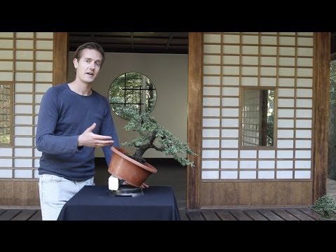 Bonsai basics; how to grow a Bonsai tree