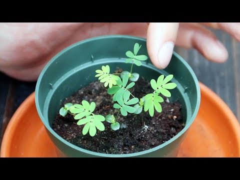 Mimosa Pudica (Shy Plant) Moves When You Touch It! | Full Grow Guide