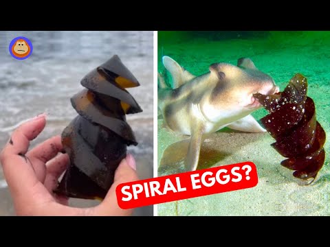 The Strange World of Shark Eggs