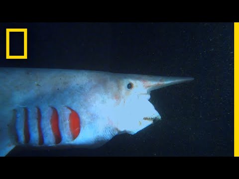 The Goblin Shark | What the Shark?