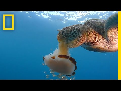 See a Sea Turtle Devour a Jellyfish Like Spaghetti | National Geographic