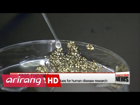 Scientists discover how African clawed frogs got extra pair of genes