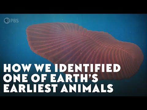 How We Identified One of Earth’s Earliest Animals