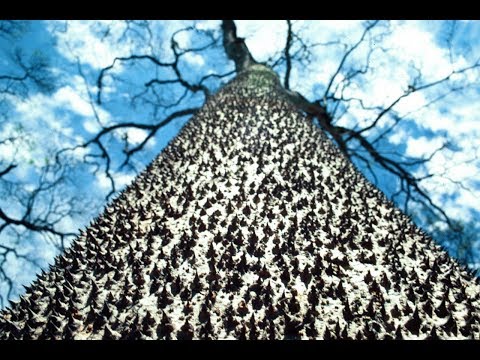 The Incredibly Strange Exploding Fruit Tree