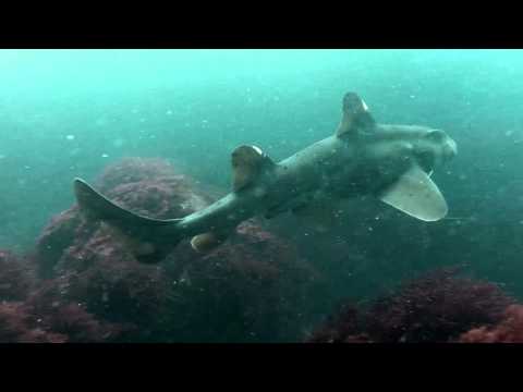 10 Bizarre Shark Species - 96