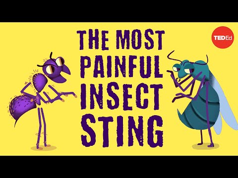 The world’s most painful insect sting - Justin Schmidt