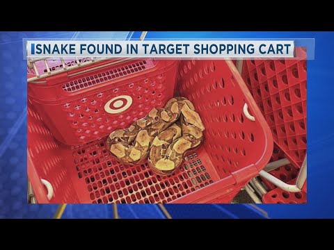 Snake found in Target shopping cart