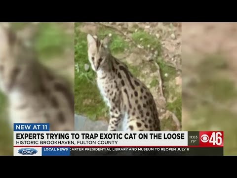 “This is a wild animal:&quot; Woman awakes to serval, native to Africa, in her Atlanta bedroom