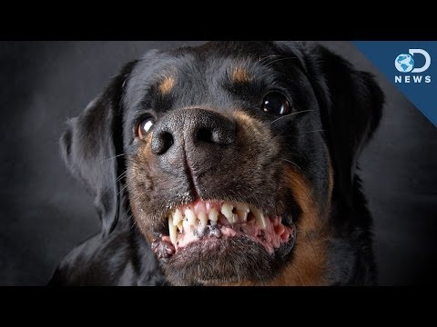 Are Some Dog Breeds More Aggressive?