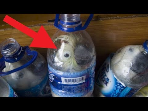 Most CRAZY Smuggling Attempts Ever Caught!
