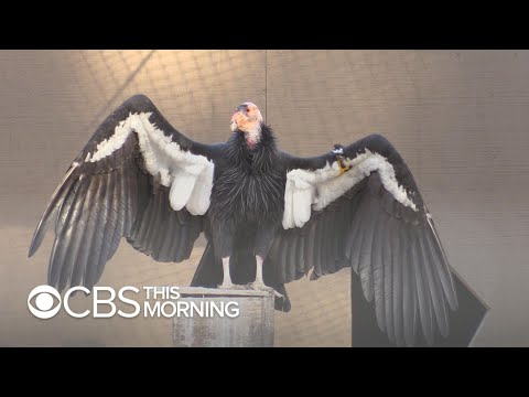 LA Zoo uses new tactic to boost California condor population