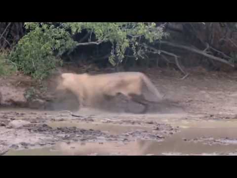 Lion Go Crazy After Being Bitten By A Black Mamba