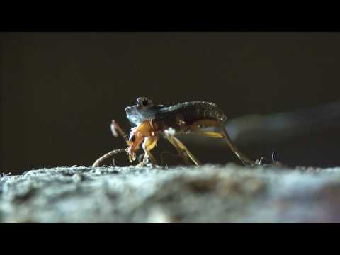 Bombardier beetle - filmed 2009