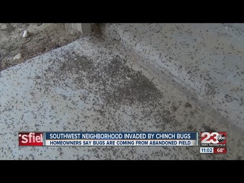 Southwest neighborhood invaded by chinch bugs