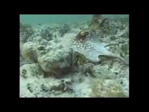 Shapeshifting Octopus, amazing camouflage