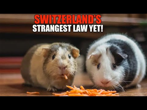 Why It’s Illegal to Own Just One Guinea Pig in Switzerland – Documentary