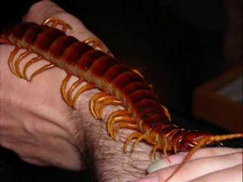 Scolopendra gigantea, Peruvian giant centipede hifi