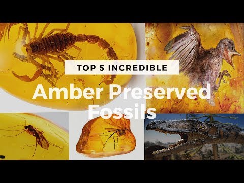 Top 5 Myanmar Amber Preserved Fossils | Million years old Preserved Dinosaur | Weirdest Fossils