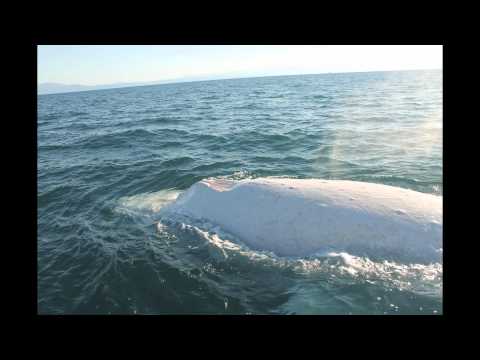 Migaloo the White Whale Encounter