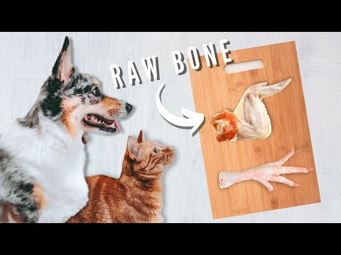 What Bones Can Your Pets Eat?