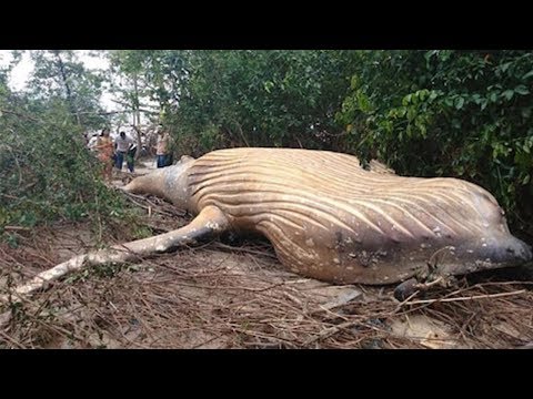 10 Mystifying Rainforest Mysteries That Baffle Scientists - 18