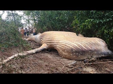 Humpback Whale Found In Amazon Rainforest And No One Knows How It Got There