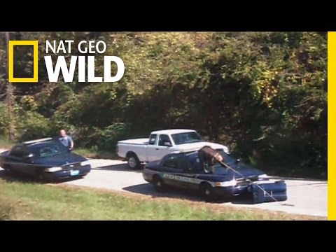 Chimp on the Loose | Most Wanted