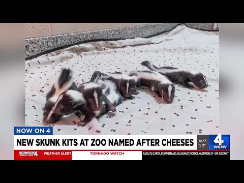 New skunk kits at Nashville Zoo named after cheeses