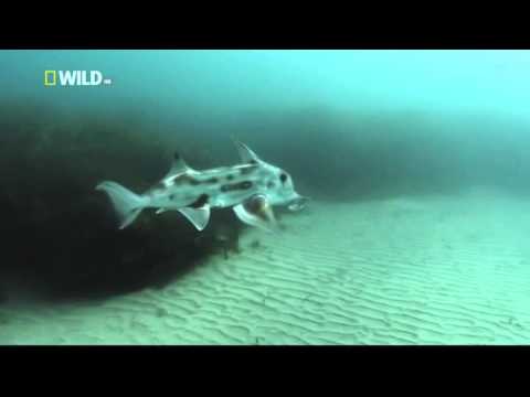 Kingdom of the Oceans : Elephant Fish