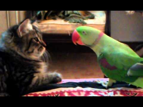 Cat vs Parrot