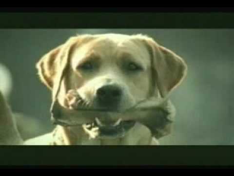 Banned Commercial - Funny Dog Suicide