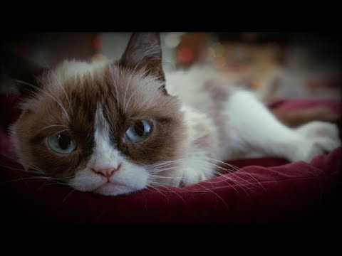 How Grumpy Cat Became a Famous Meme