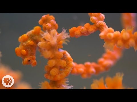 Pygmy Seahorses: Masters of Camouflage | Deep Look