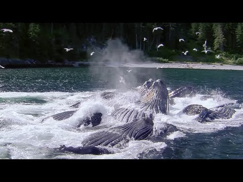 Whales&#039; Bubble Net Fishing | Nature&#039;s Great Events | BBC Earth