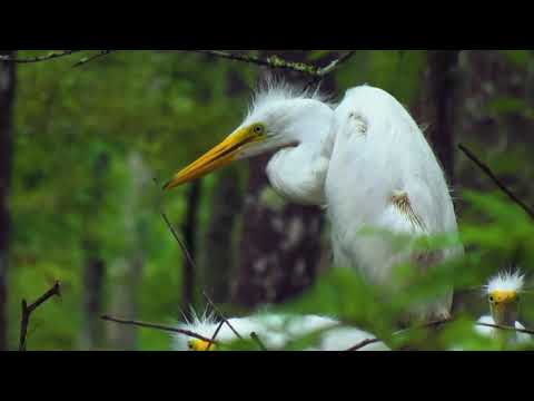 The Atchafalaya Basin