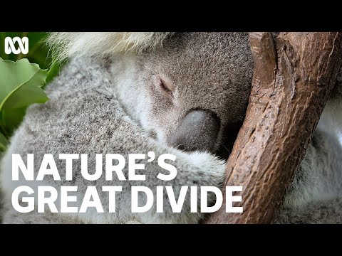 The beautiful bond between koala and eucalyptus tree | Nature&#039;s Great Divide