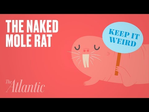 Why Is the Naked Mole Rat So Weird?