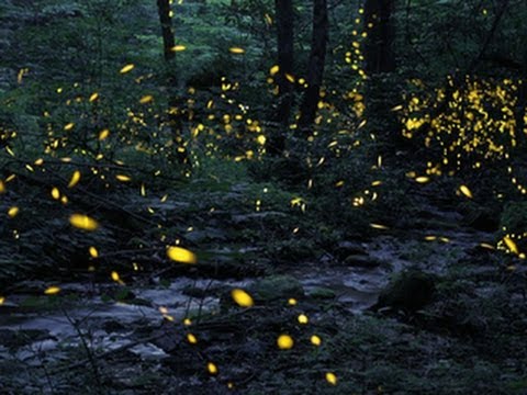 Tennessee fireflies: A summertime light show
