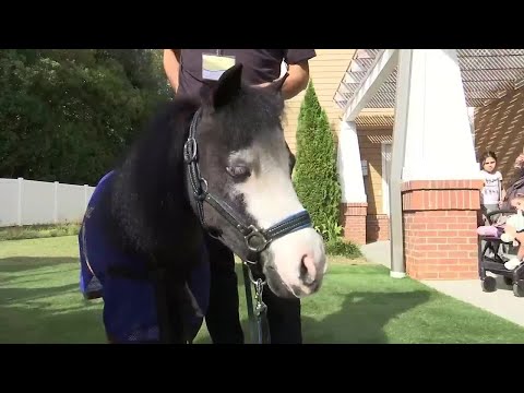 Magic the miniature horse