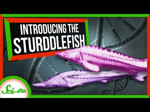 This Sturgeon-Paddlefish Hybrid Shouldn&#039;t Exist | SciShow News