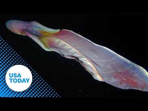 Rare &#039;rainbow&#039; blanket octopuses caught on camera in the Philippines | USA TODAY