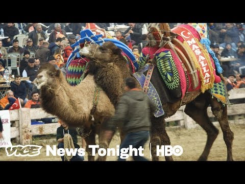 Camel Wrestling Is Real And We Went To See It In Turkey (HBO)