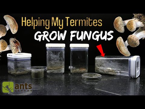 Helping My TERMITES Farm Mushrooms (Experiment) | Part 2