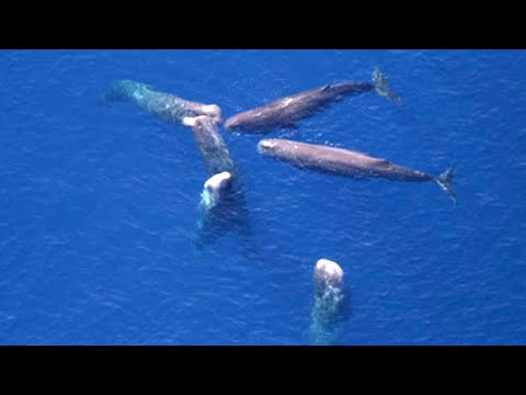 Sperm Whales Seen Using Poop to Defend Against Orcas