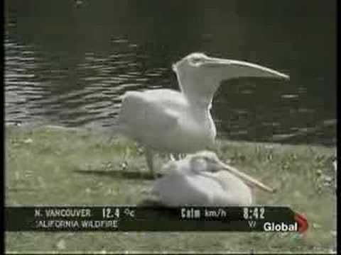 Pelican eats bird
