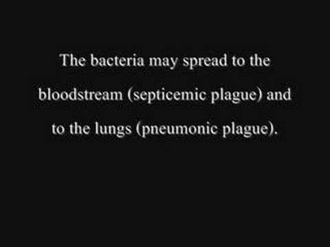 The Bubonic Plague