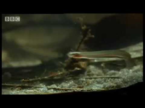 Horror story: Candiru: the Toothpick Fish - Weird Nature - BBC animals