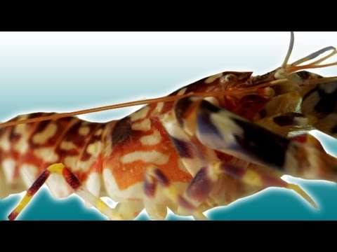 Slow Motion Pistol Shrimp Attack Hits 4000%C! | Slow Mo | BBC Earth Explore