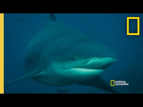 What Could Trigger a Shark Attack? | Rogue Shark